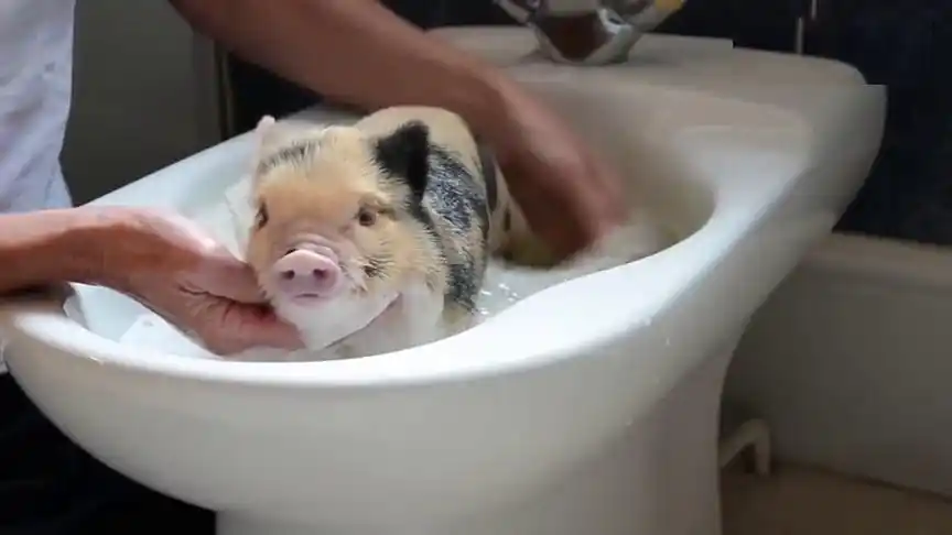 宠物小猪好乖安静的洗澡