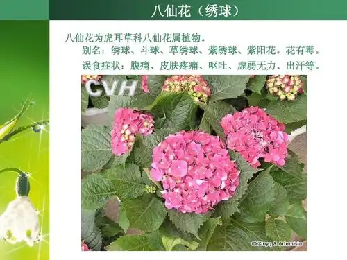 中国常见有毒花卉植物ppt