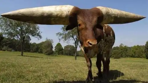 世界上最大的牛角:两角重达180斤,拍照收费好几百!