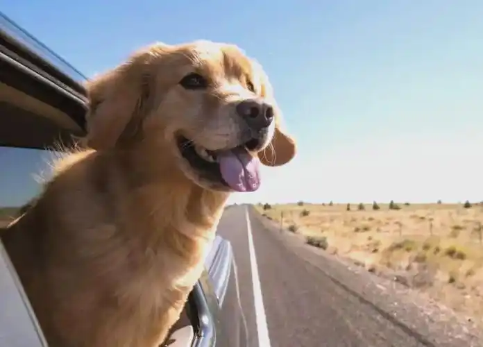 狗狗坐车一直叫?试试这些方法吧!