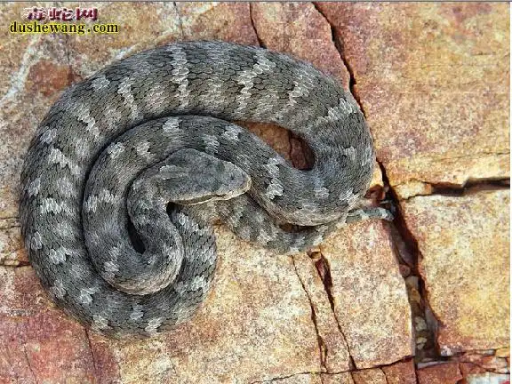 庙岛蝮蛇资料品种简介