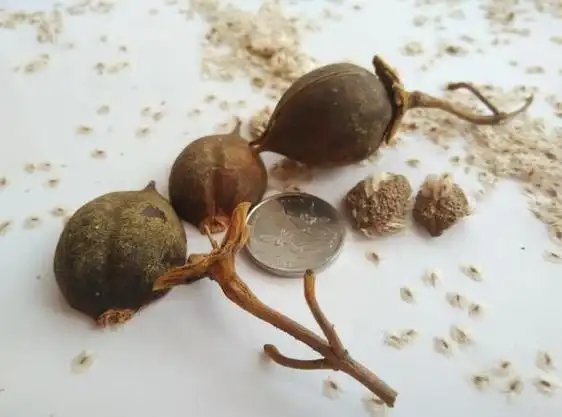 【种子日记】泡桐果