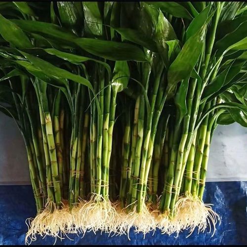 带根富贵竹花水养客厅土养富贵竹绿植转运竹水培粗竹招财