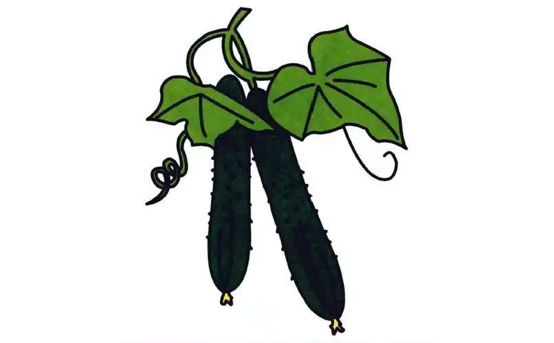 黄瓜简笔画的画法黄瓜简笔画黄瓜简笔画图片大全二儿童画黄瓜黄瓜简笔