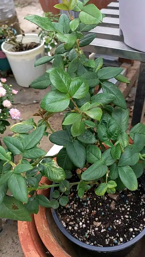 没换盆的洛神月季