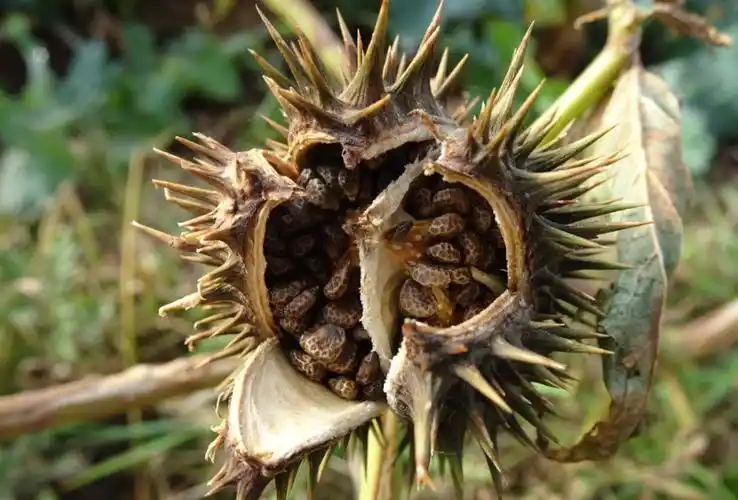 曼陀罗的果实和种子(图片来源:www.gbif.org)