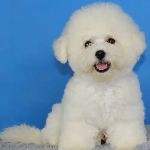 比熊幼犬 纯种比熊幼犬 法国比熊犬 玩具小体茶杯【宝贝它】