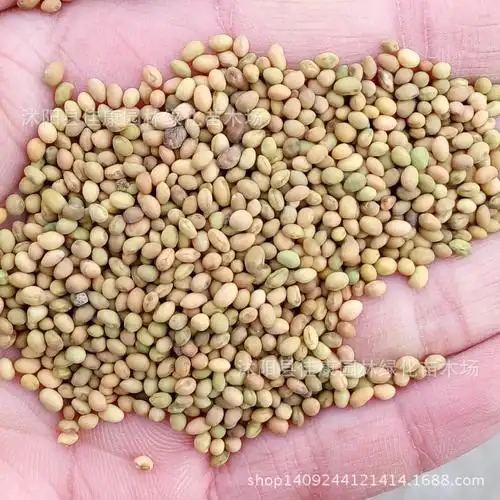 苦刺种子 苦刺花 狼牙刺 铁马胡烧 白刺花种子 1件=1斤