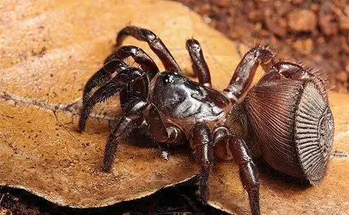 如何判断蜘蛛有无毒性?我国有哪些危险的蜘蛛种类?