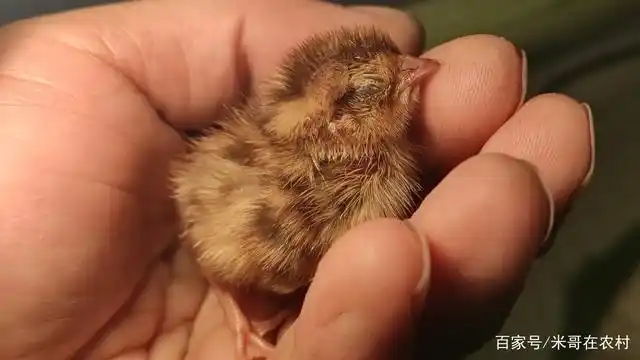 刚出壳的小鹌鹑拿在手里萌得一塌糊涂