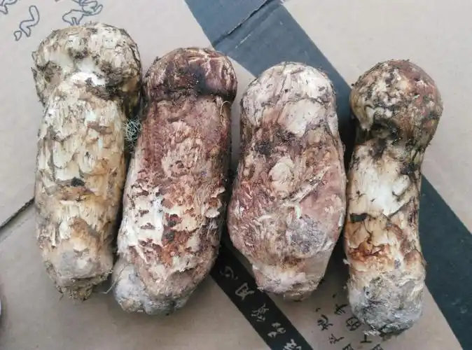 松茸宝典带您全方面了解松茸