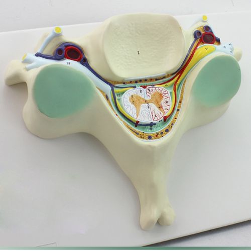 enovo颐诺 人体第五颈椎脊髓脊神经放大模型颈椎解剖神经脊髓脊椎体