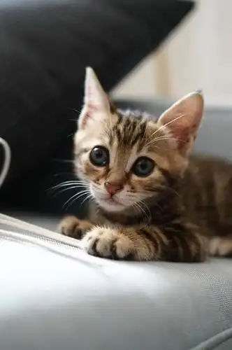 可爱小狸猫找新家,无偿