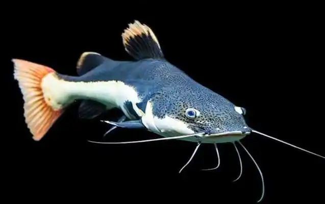 六,红尾鲶红尾鲶是油鲶科护头鲿属鱼类,亦称军舰鸭嘴,红尾猫,狗崽鲸等