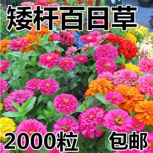 矮生花种子步步高草本植物室外庭院花种易活百日草花种子春播种子