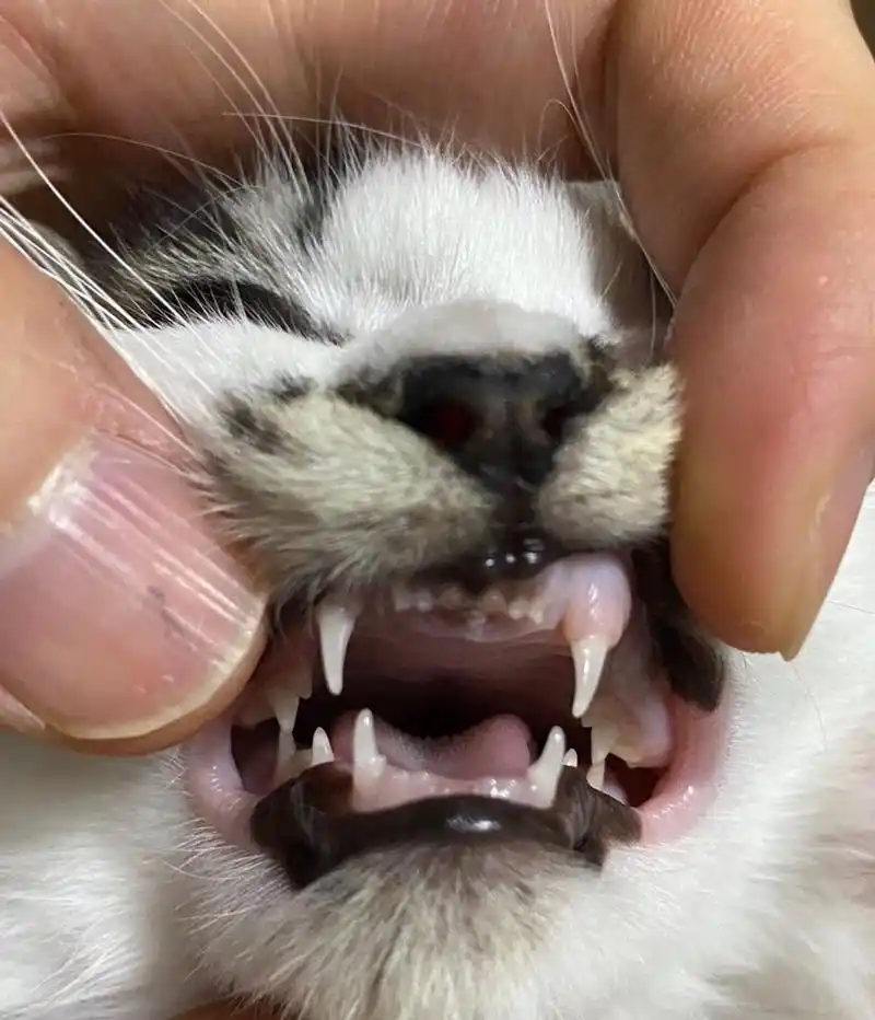 看猫咪牙齿分辨年龄～ 很多主人在接回一只小猫的时候并搞不清自己的