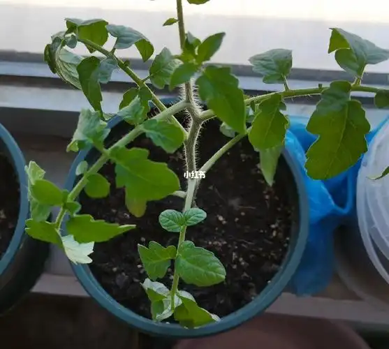 作业圆满完成,也结课啦,但是种植还在继续,两盆小番茄,一盆高一点,一