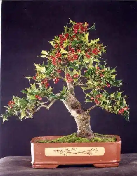 枸骨盆景的养护和管理