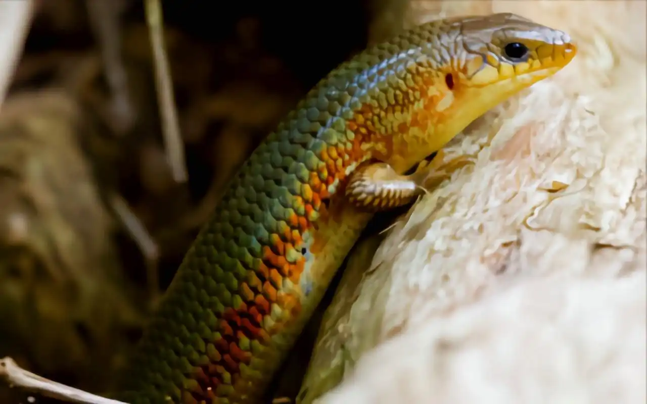 每天认识一种动物——中华石龙子 中华石龙子别名山龙子,猪婆蛇是我国