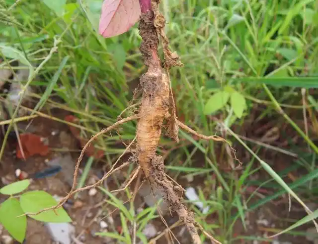 垂序商陆:憋红了的身子,也撑不起那累累硕果