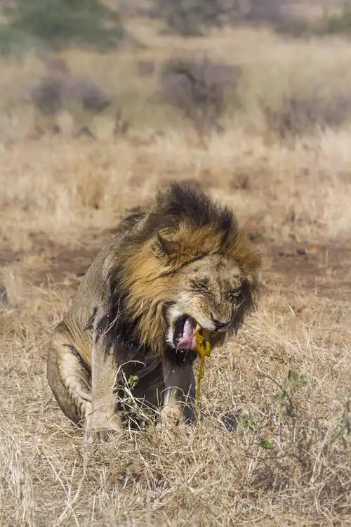 非洲狮子在克鲁格国家公园, 南非;猫科动物虎的钱币