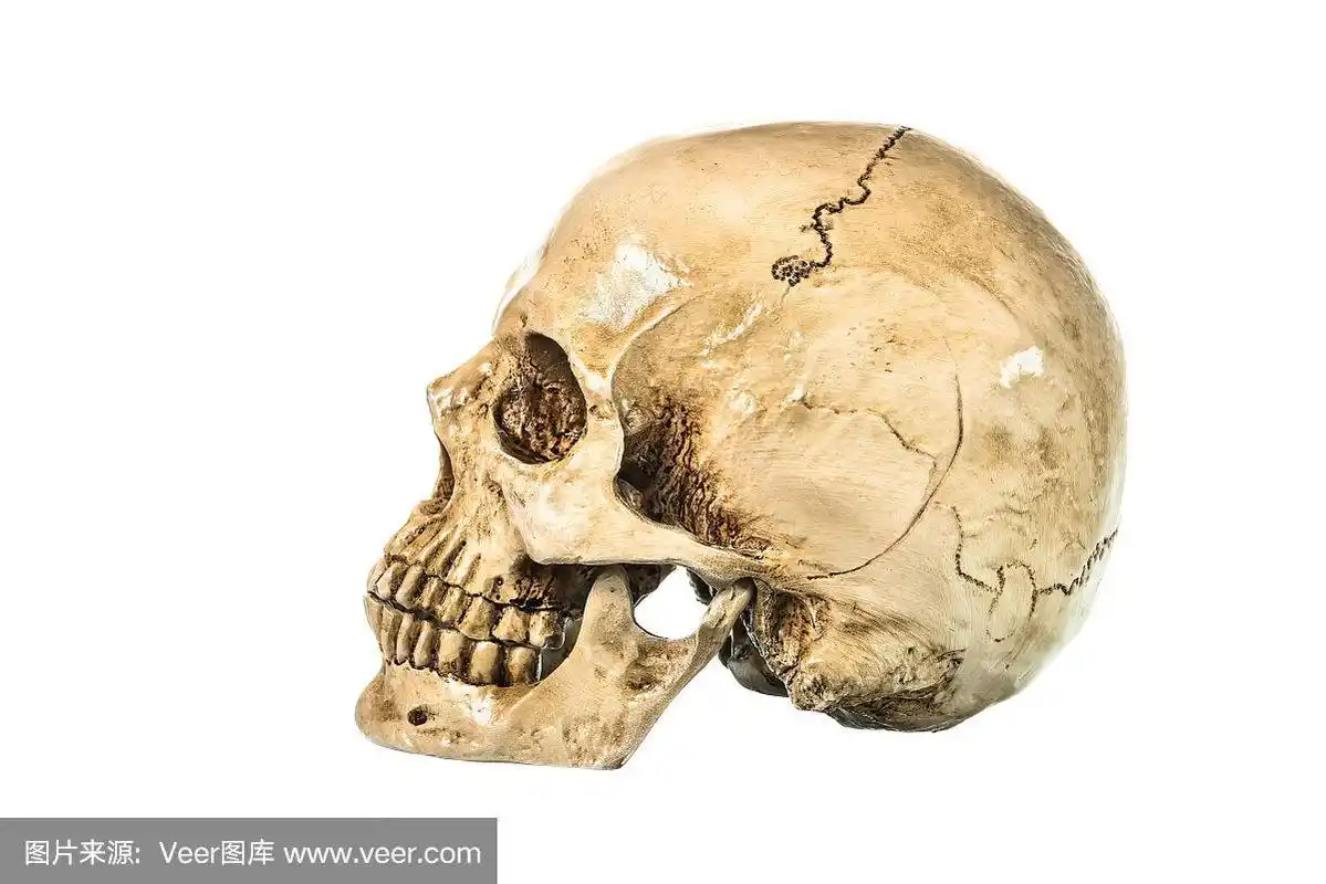 在白色背景上的人类头骨的侧视图