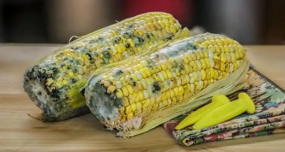 长期饲喂不超标的发霉玉米和麦麸对后备猪发育有何影响