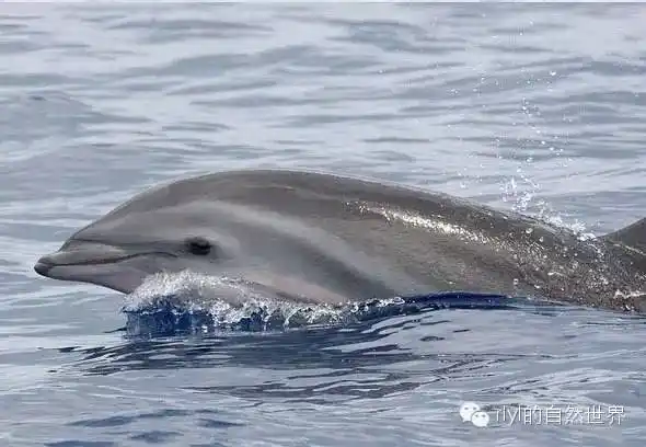 【rlyl物种说】今日--弗氏海豚(frasers dolphin)
