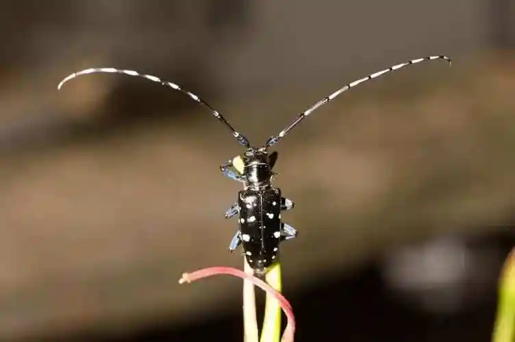 外来物种,昆虫大全.