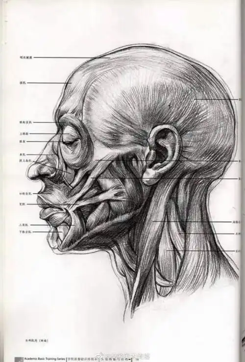 素描人物肌肉解剖 素材~·#绘画参考##手绘##遇见艺术
