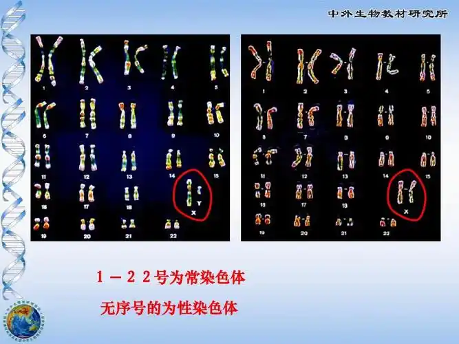 八年级生物人的性别决定 1-22号为常染色体 无序号的为性染色体