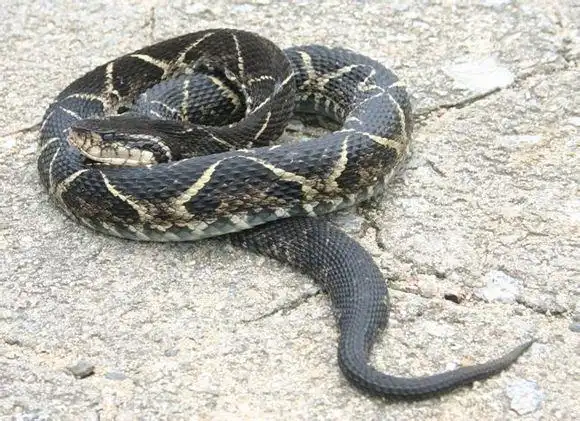 较强耐寒性的黑眉蝮蛇