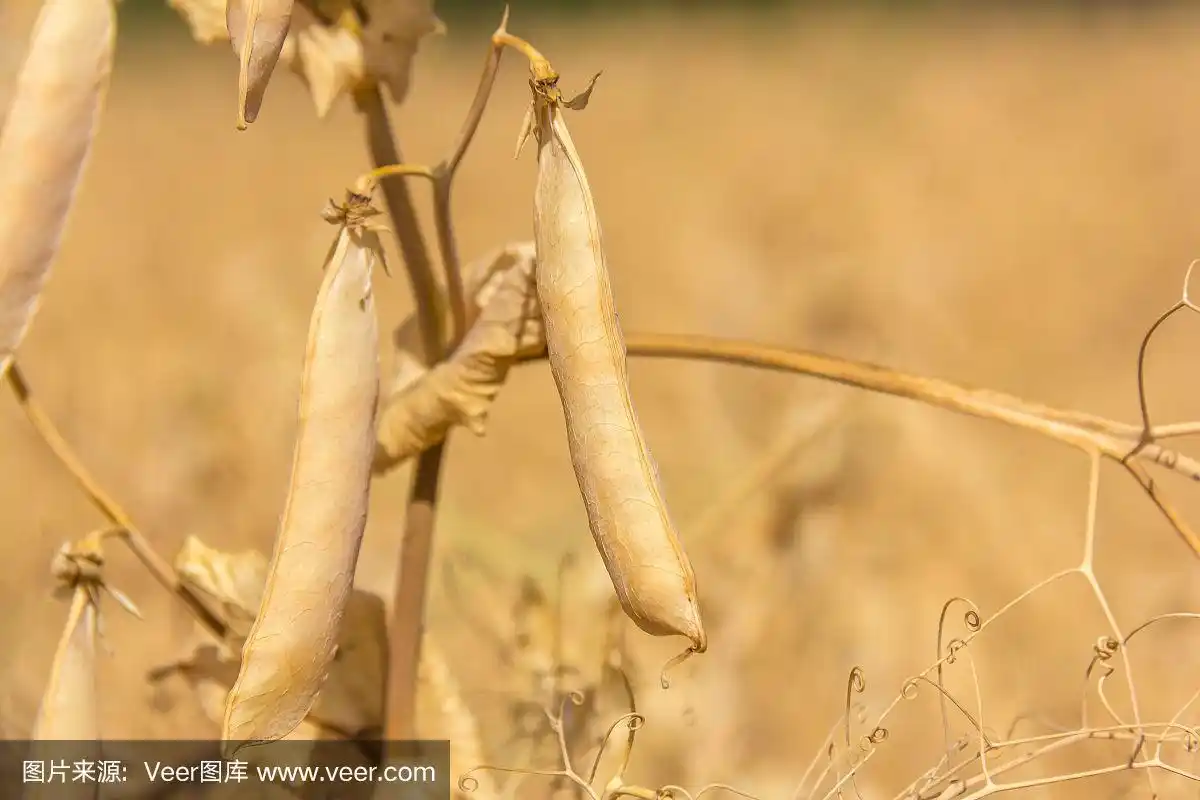 成熟的豌豆