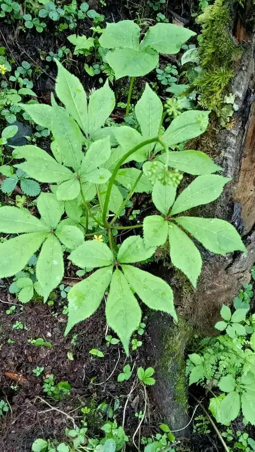 草药之王 大竹节参