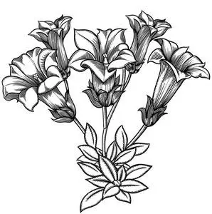 浪漫的装饰花画线艺术.在白色背景上隔离的所有草图对象.