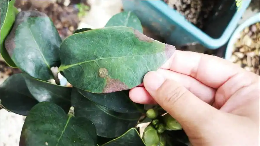 茶花叶片有斑点别再用多菌灵难怪越长越多