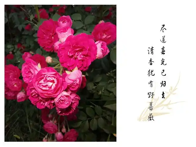 蔷薇花花语:美德