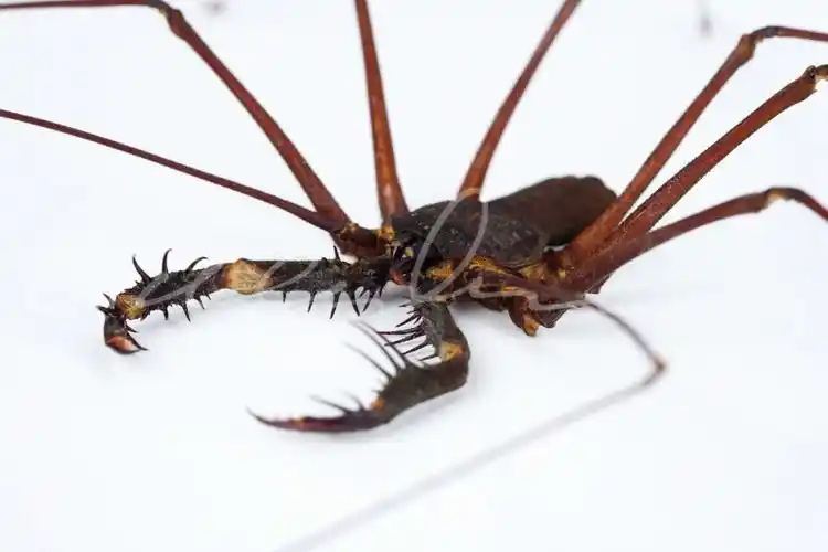 鞭蝎蜘蛛傻傻分不清楚