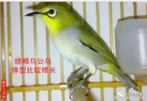 绣眼鸟公母的带图细说区分百分百懂