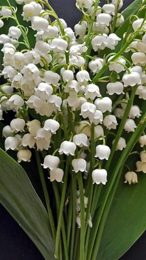 铃兰花,清新花卉,唯美鲜花,白色花朵,手机壁纸铃兰花合集