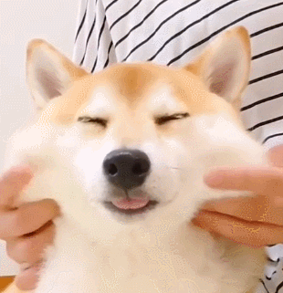 没事千万别养柴犬,否则你的下场就是这样.