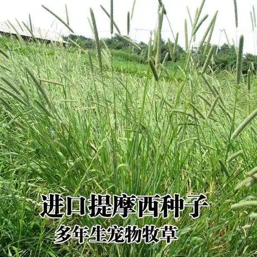 梯牧草种子 牧草种子兔子吃的草提摩西种子猫尾草梯牧草喂养兔子爱吃