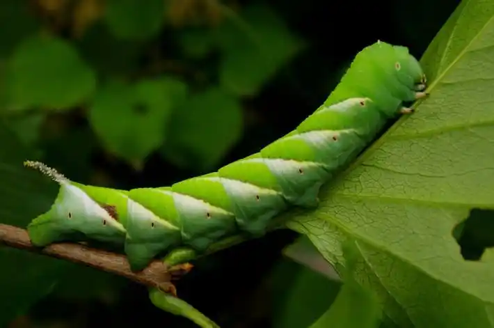 豆地里面的豆虫肥肥胖胖有人称之为豆丹是一种美食你敢吃吗
