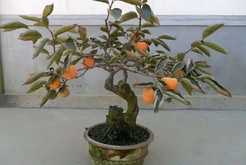 网站首页 产品销售 > 柿子盆栽2 将大田栽植的果树苗木移植到花盆的