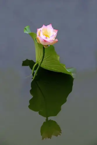 【2020美篇年度优秀摄影作品曁优秀摄影师评选】投稿(七)荷花颂(花卉