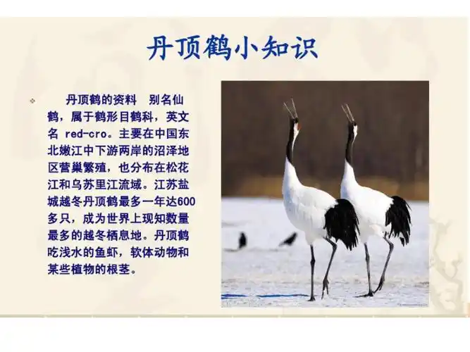 1丹顶鹤生活在哪里课件