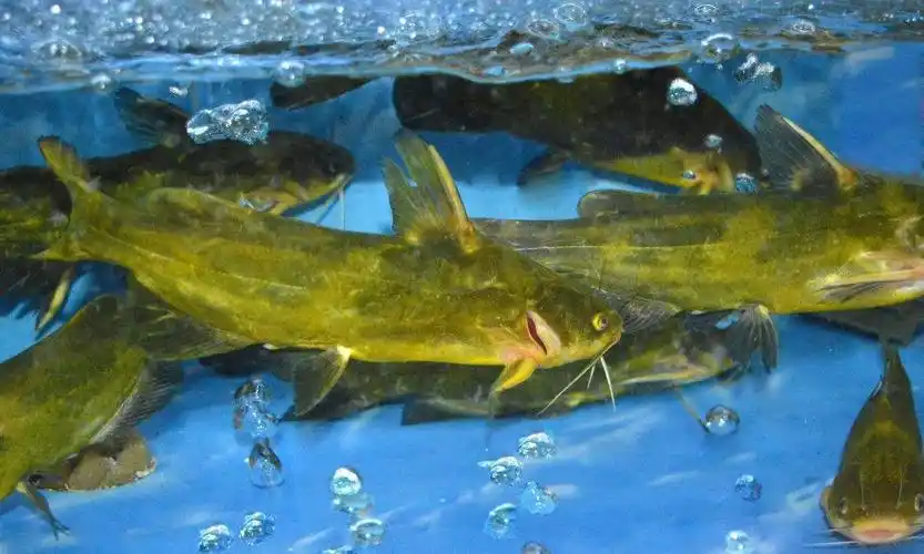 农村一种味道鲜美的鱼,身上长"戈",现在卖到几十上百元一斤!