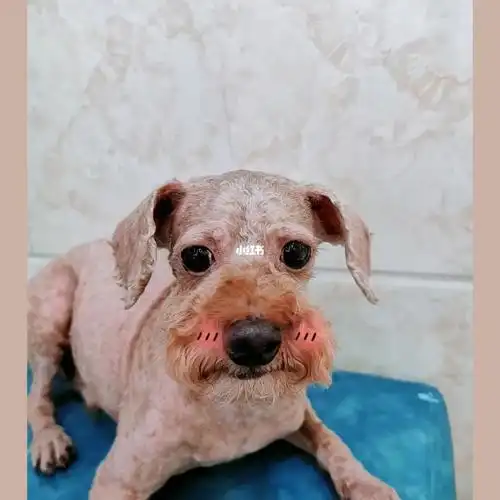 泰迪剃光丑的不忍直视啊