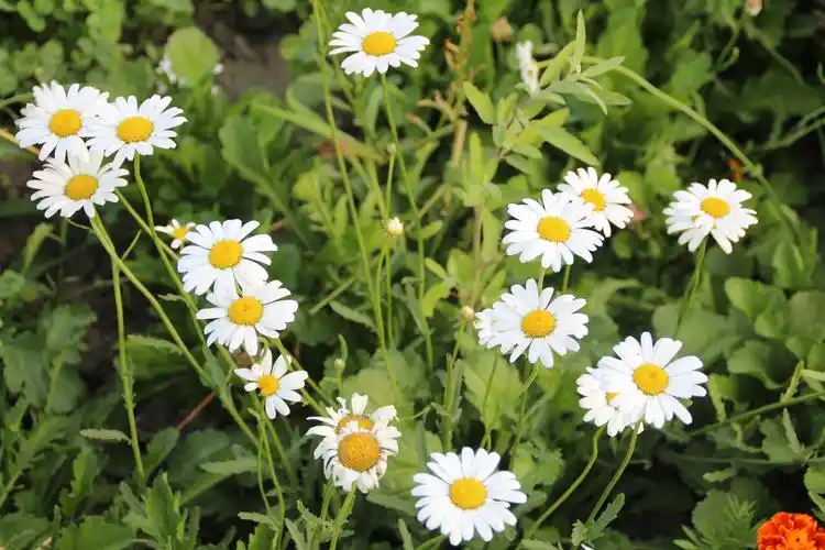 格桑花开拍摄/倾听大自然