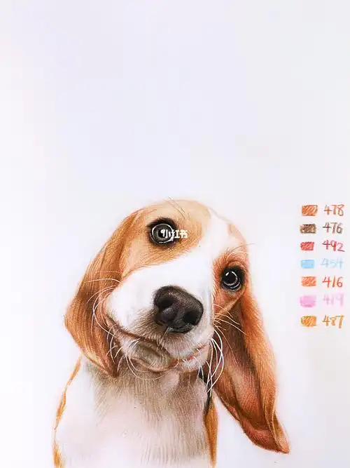 彩铅教程彩铅萌宠狗狗步骤图78附色号